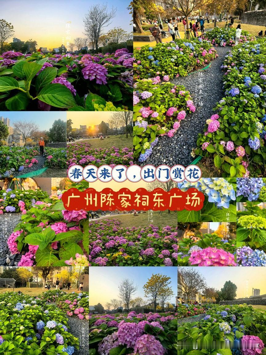 🌸广州的春天，不仅有满城的绿意，更有浪漫的绣球花海等你来探索！今年的温暖天气让