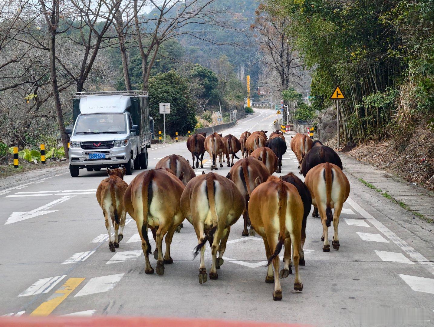 你们说我的坦克300能不能装下一头牛？没人偷偷拐一头回家养吧？！