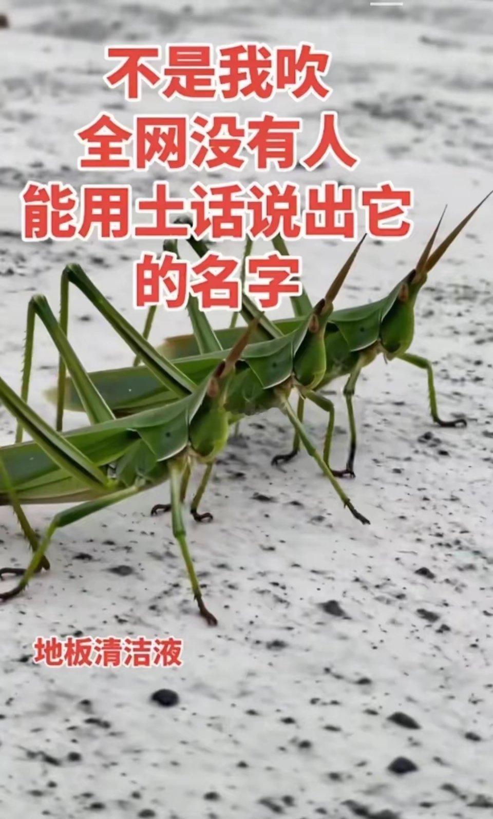 这个用方言说出叫什么那真叫你大神来的了全国方言叫法