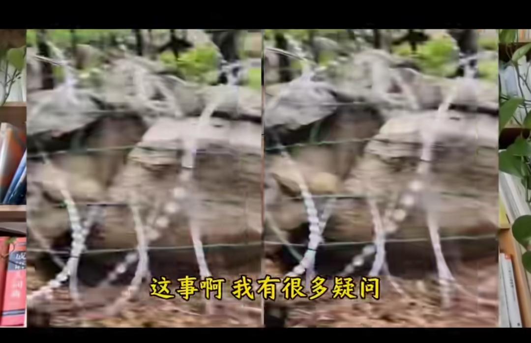 刀片铁丝网围泰山，可用八个字概括：丧心病狂，利欲熏心！