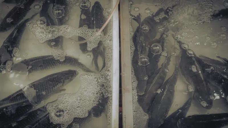 给男人提个醒：女人不主动、不拒绝，意思就两字，别再装不懂 真相：“养鱼”
很多时