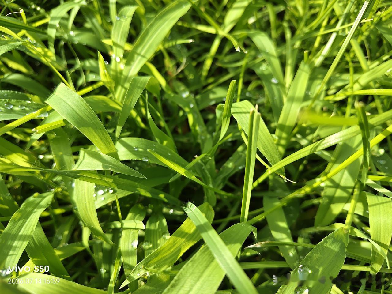 分享一张最近随手拍的照片清晨的阳光洒在绿茵茵的草坪上，晶莹剔透的露珠在草叶上滑动