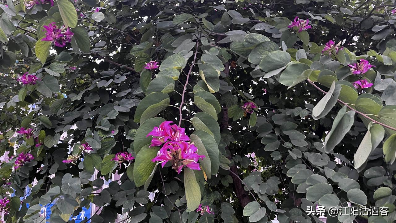 清明前后紫荆花开的比较艳丽，这可是非常具备观赏性的一种植物，而且作为我们香港特别