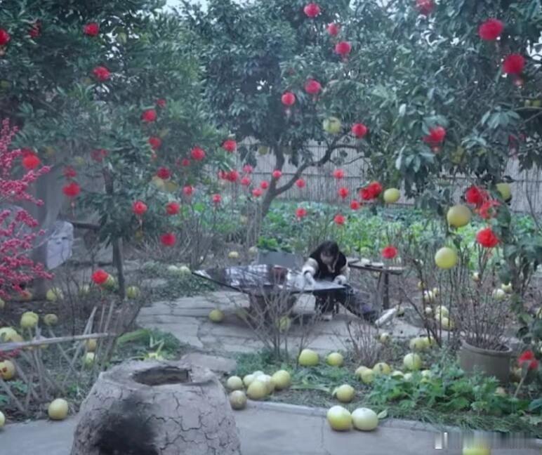 看到有网友质疑李子柒院子里的柚子是不是摆拍的，然而四川大街上是全是… ​​​