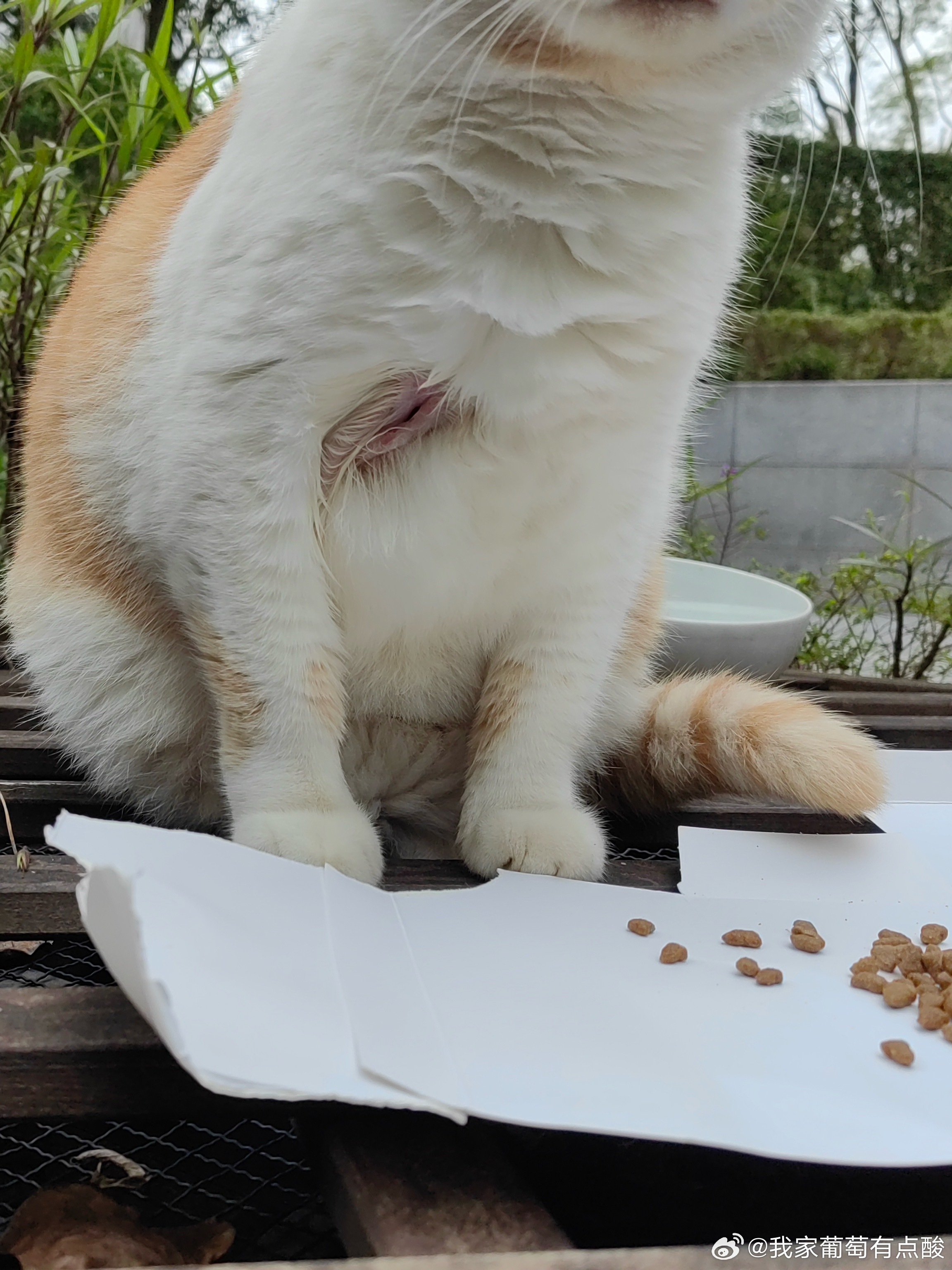 哎呀！受伤了！野生喵[超话]短短 ​​​