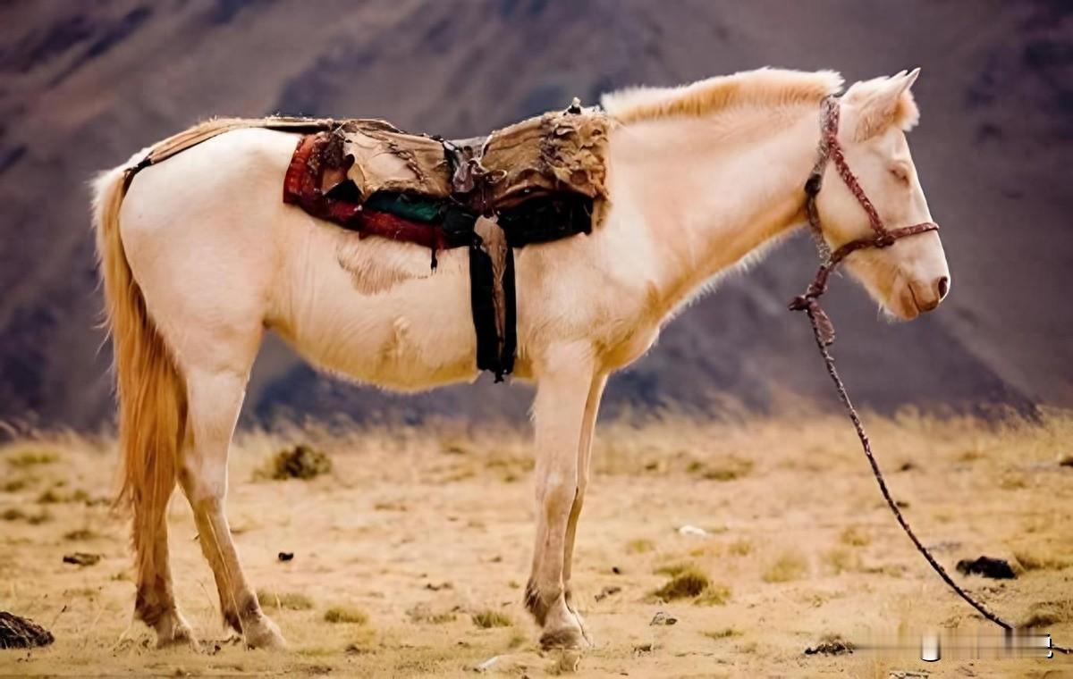 马为啥要站着睡觉不躺下，它不累吗？一个牧民表示，马儿不是不想躺在地上睡，而是不敢