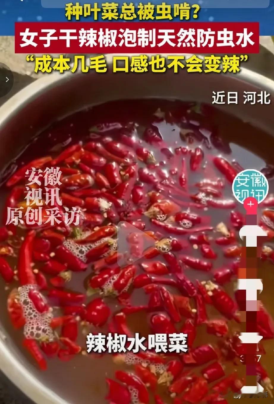 人怎么能这么聪明！河北石家庄，一女子在家种青菜，不想打农药，结果菜被虫子啃成蕾丝