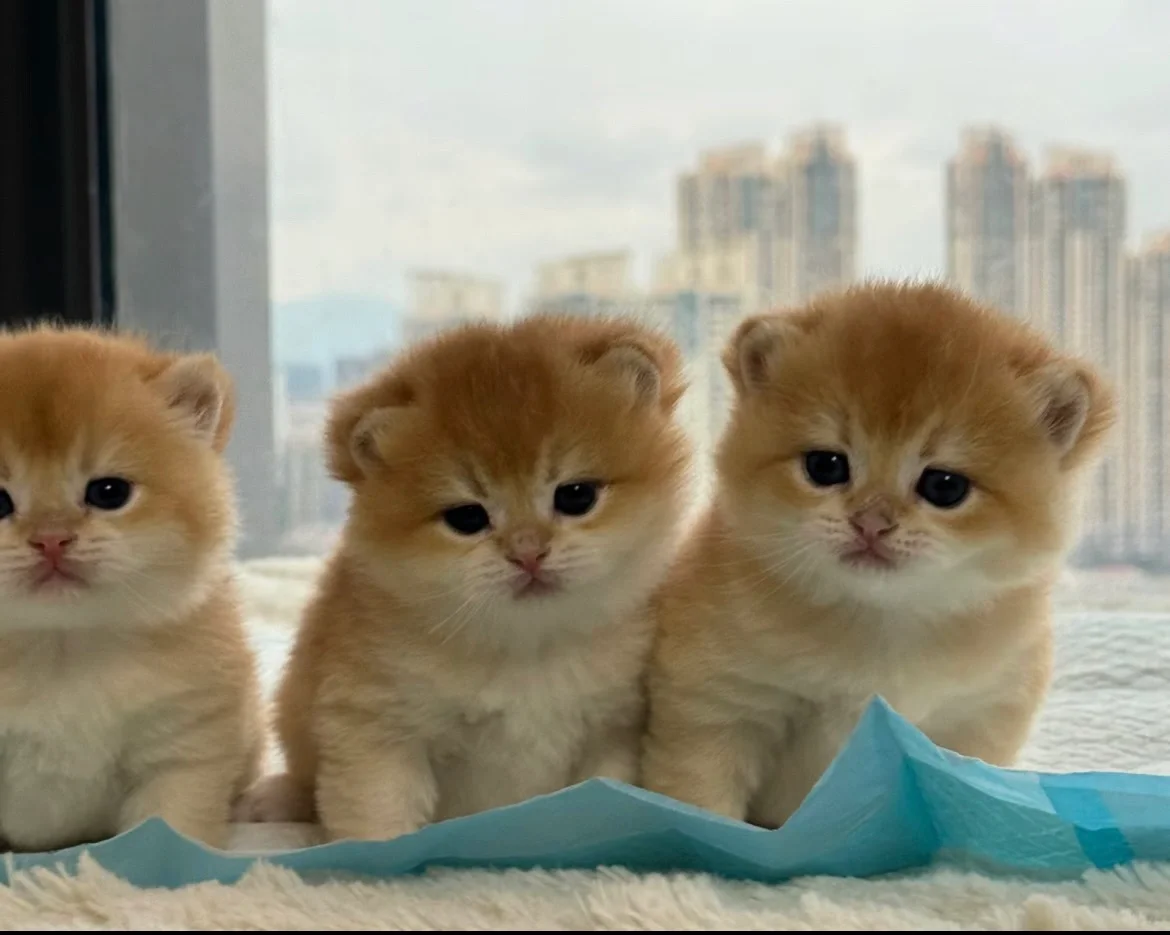 🇭🇰HK一窩高質金影BB💛520搵家長～