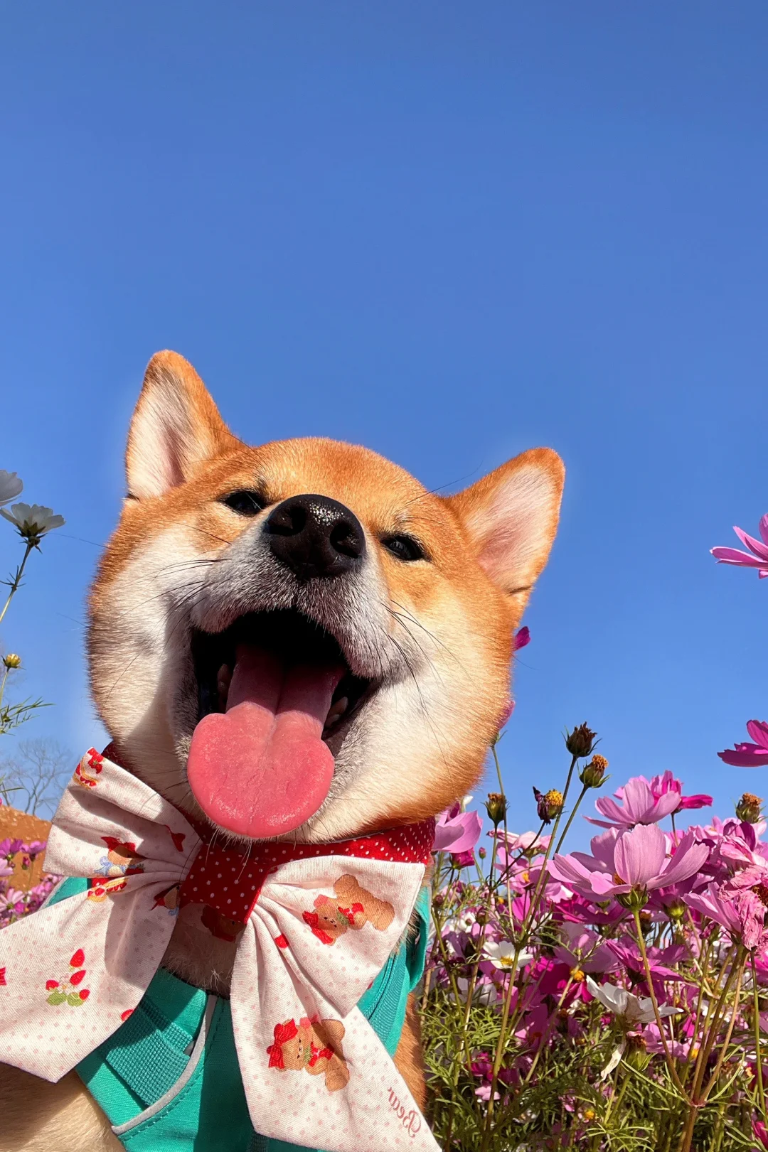 华农的格桑花海 🌸小狗拍到了狗生照片