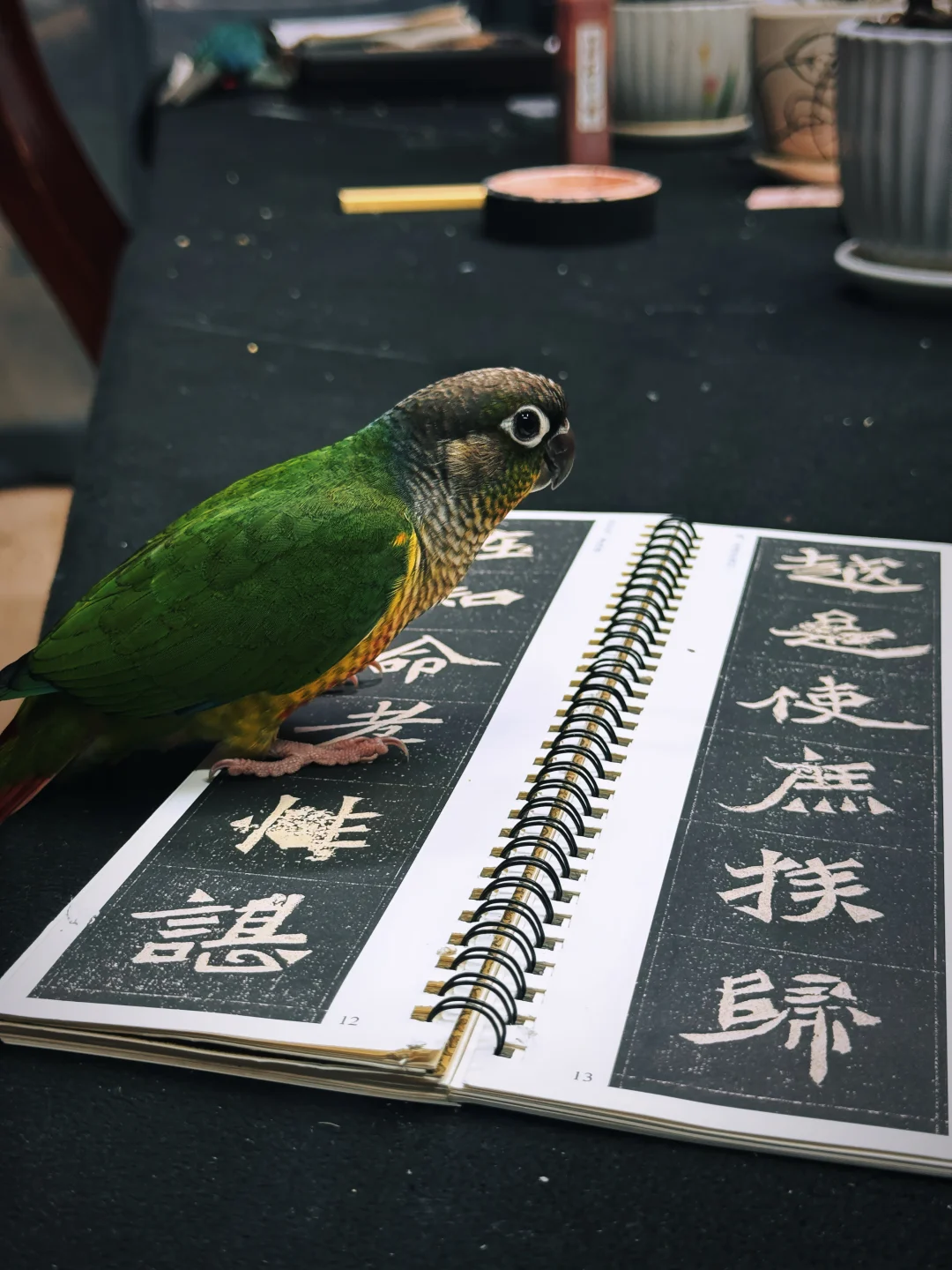 是哪只小鸡在看书法？