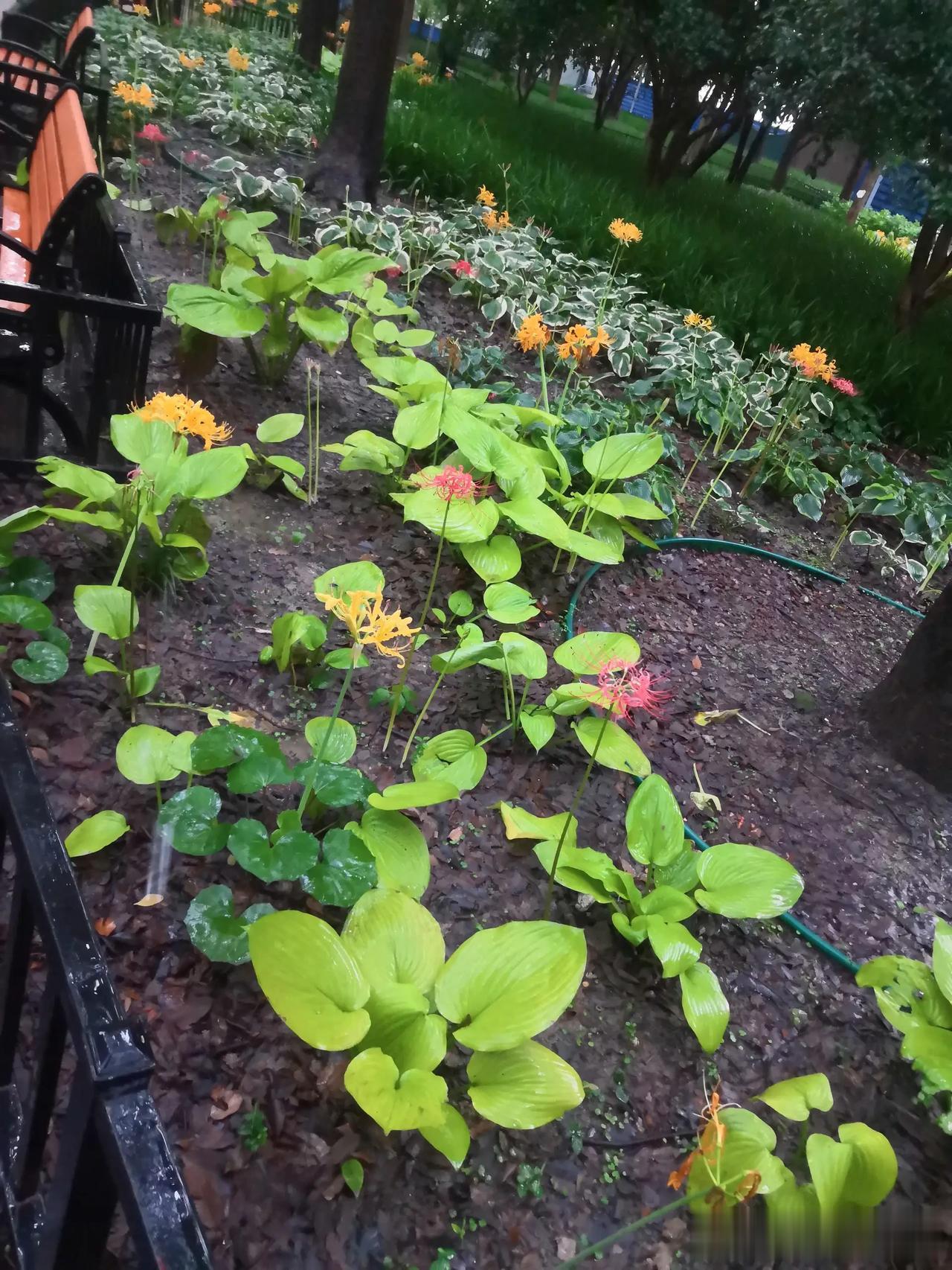 早上好，居安思危，未雨绸缪是可以让我们生活的质量提高不少的好习惯，因为人生漫长需