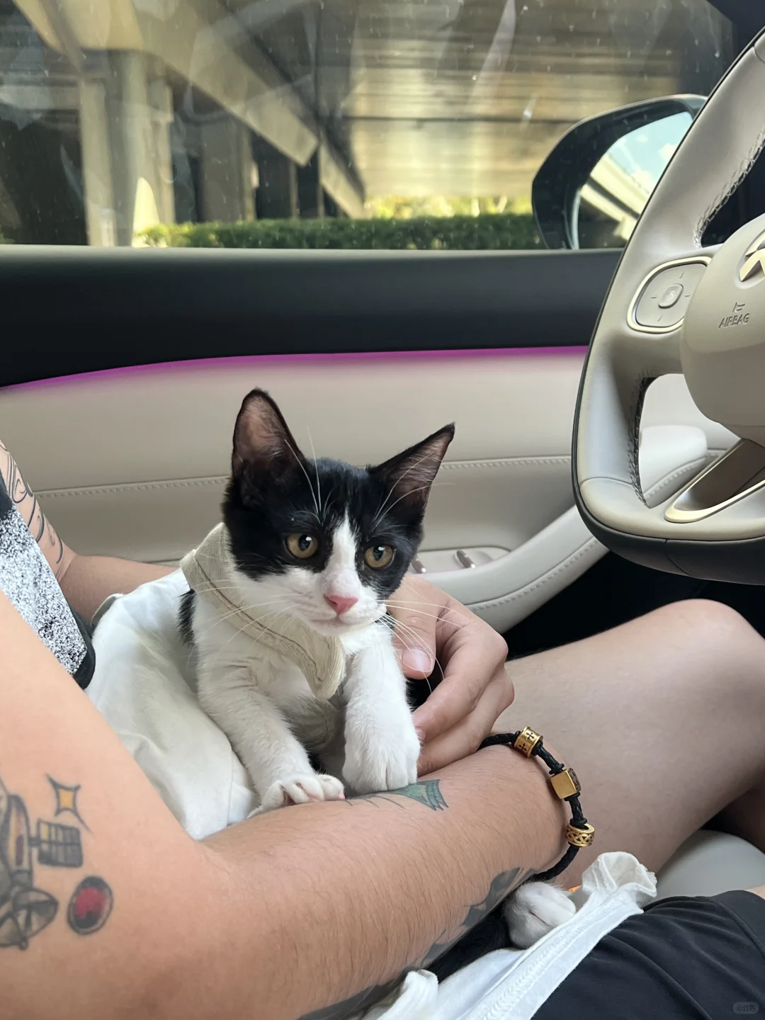 【求领养】济南猫咪领养
