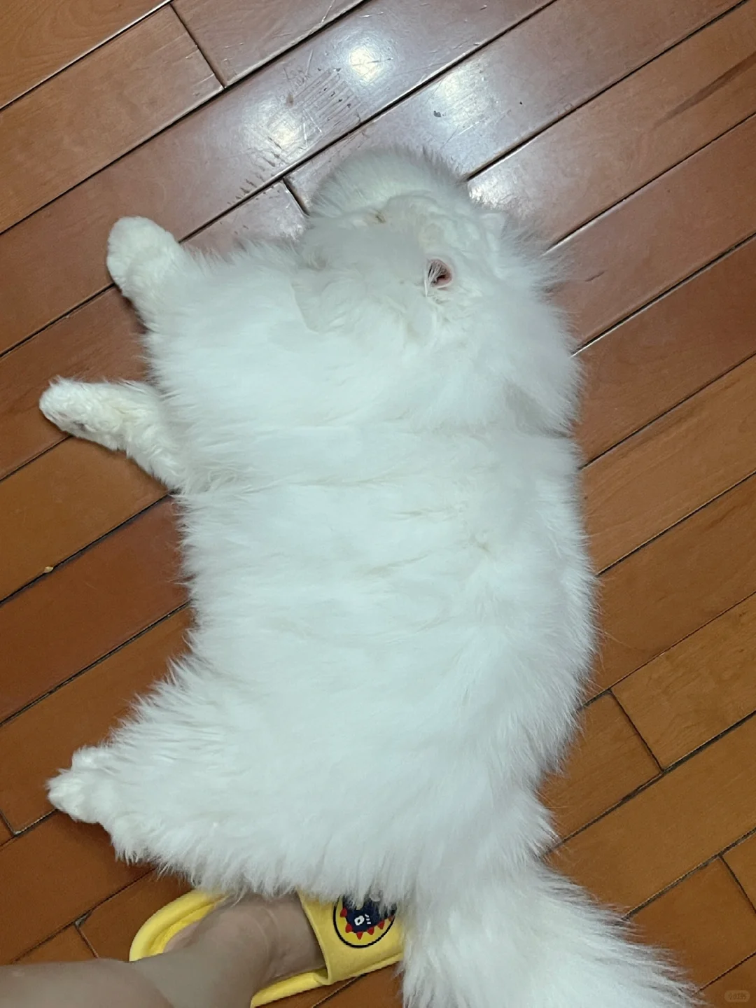 我养的猪🫢