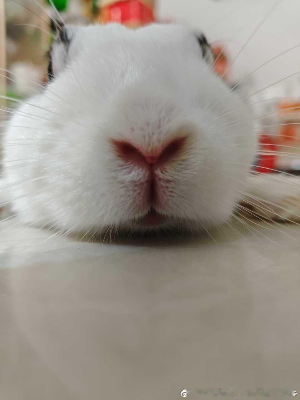 15009🐇【大鼻孔】啊啊啊啊啊啊啊 ​​​