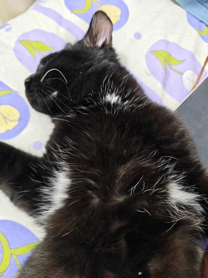 49529【丑猫】不做腋下管理（买的时候卖家说是黑猫，结果到了发现两侧腋下雪白）