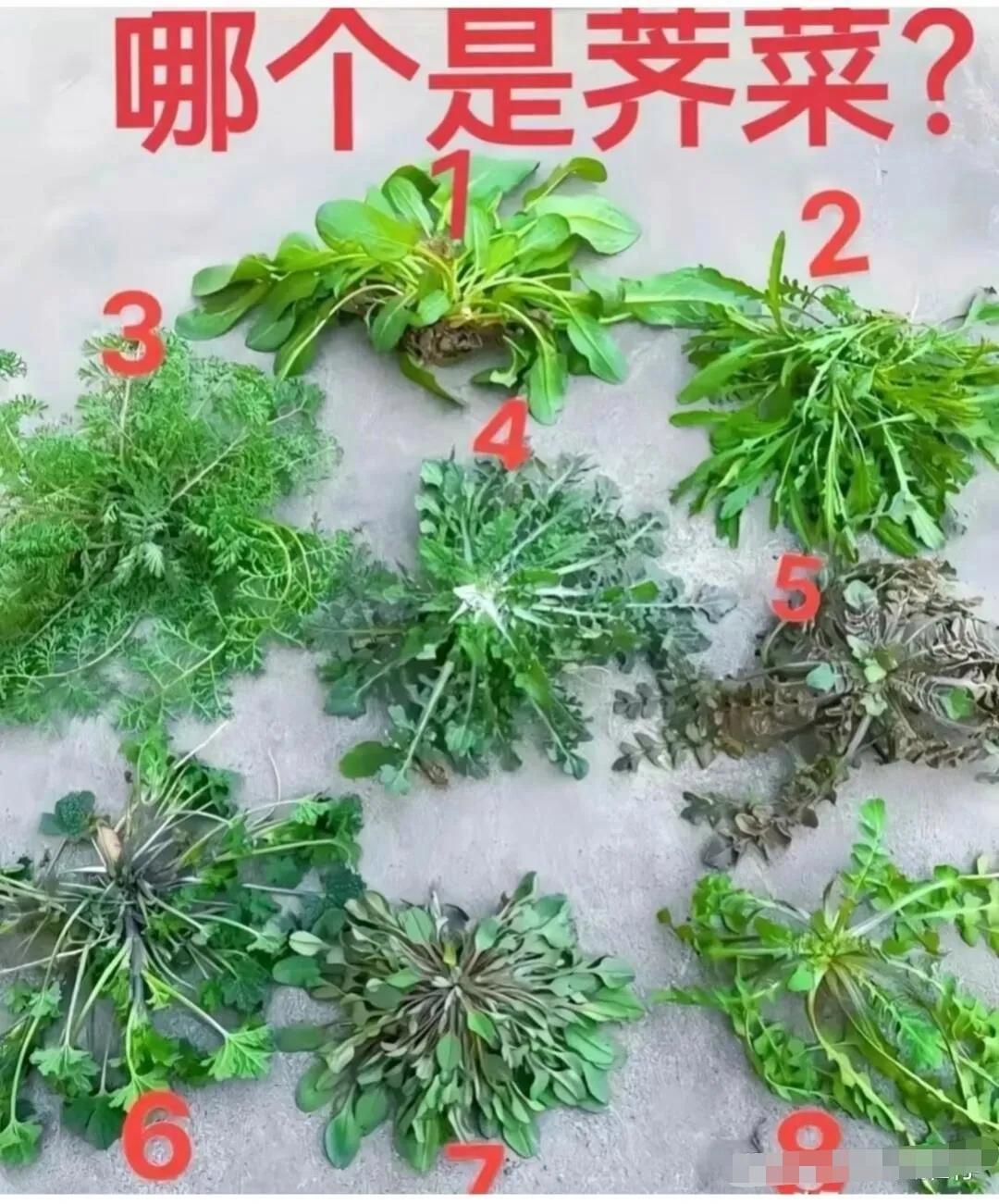 有知道哪个是荠菜？