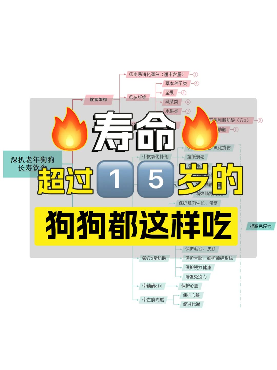 深扒老年狗狗长寿饮食