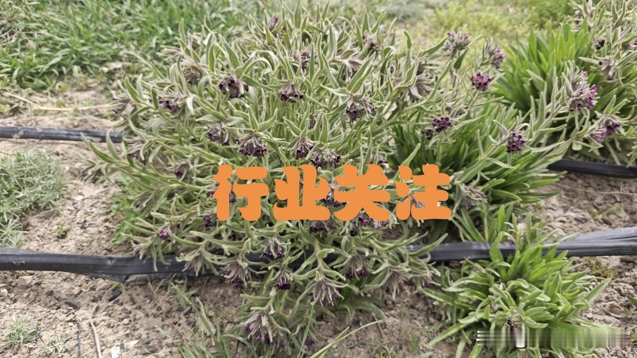 药市现状表述：高库存、弱实需、高产新预期下，资金盘增量有限的阶段，流进流出成为常