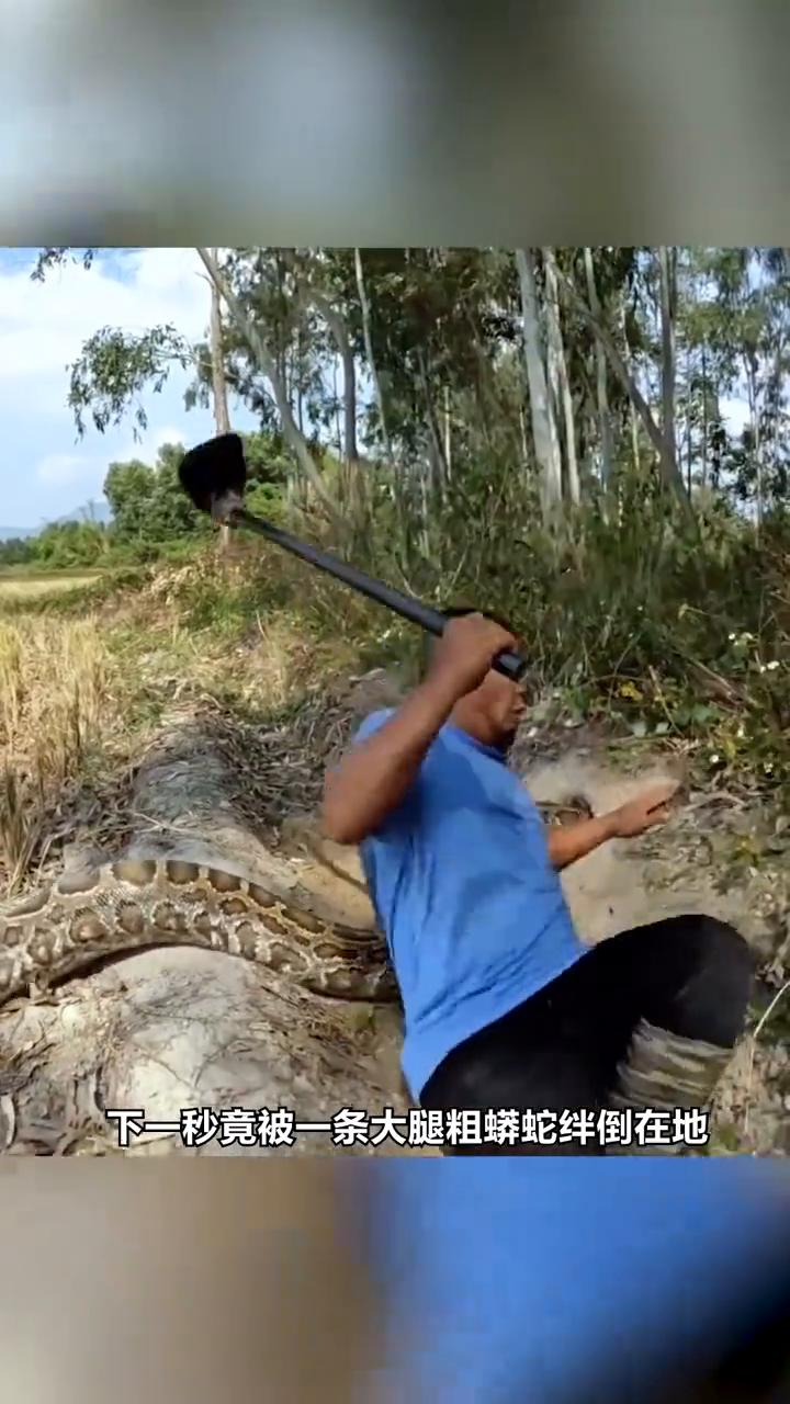 下地干活的村民走路不看路，下一秒竟被一条大腿粗蟒蛇绊倒在地。发觉蟒蛇如此巨大后吓