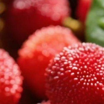 阳光信用 🍓arlec鹿栖 种植杨梅1、种植时间🌞杨梅一年四季都可以种植，不
