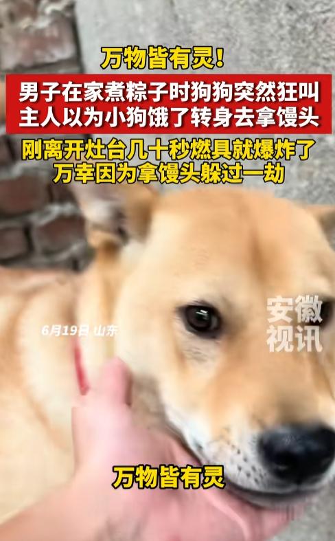 6月19日，山东一男子在家煮粽子时，家里的大黄狗突然狂叫不止，主人以为是大黄狗饿