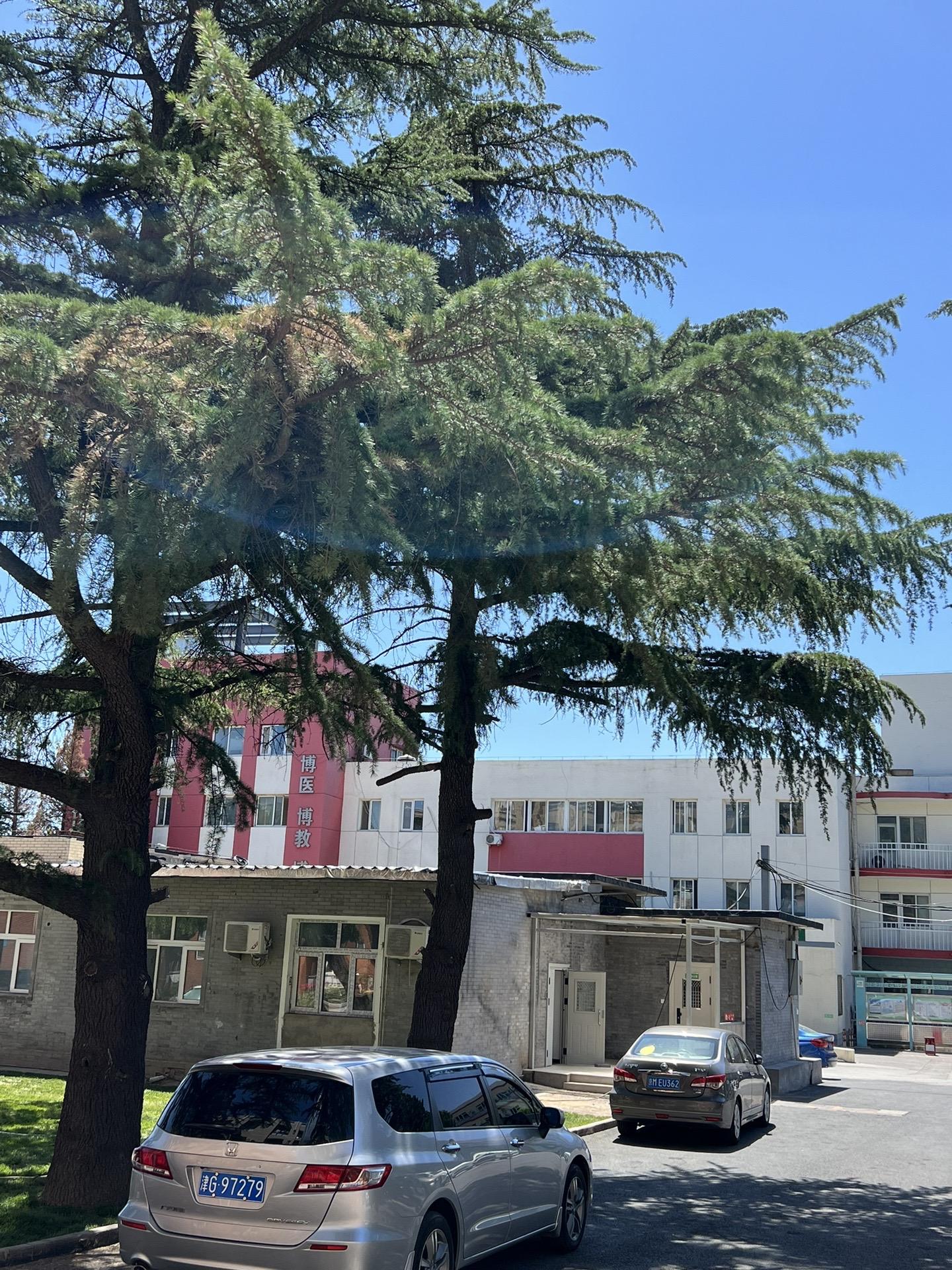 5月16日两个颅咽管瘤手术。五一假期后开展的手术都是颅咽管瘤切除手术。经常一天作两个颅咽管瘤手术！这样的劳动强度有点大！
5.16一天两个颅咽管瘤手术，肿瘤有相似的特征，两个都有大块的钙化斑；都是从垂体柄侵入垂体中；手术方式也相似-经额底纵裂入路。
手术后两个病人都顺利从ICU转移到普通病房。