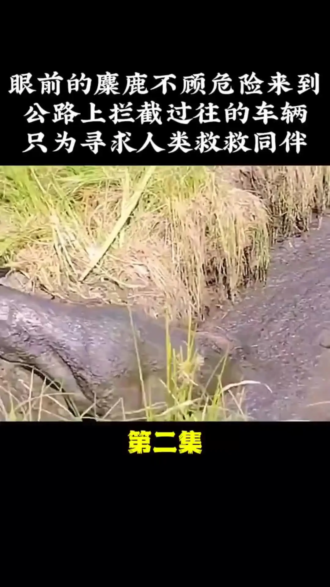 野生动物零距离 我的观影报告 爱护大自然保护野生动物 动物的迷惑行为 ...