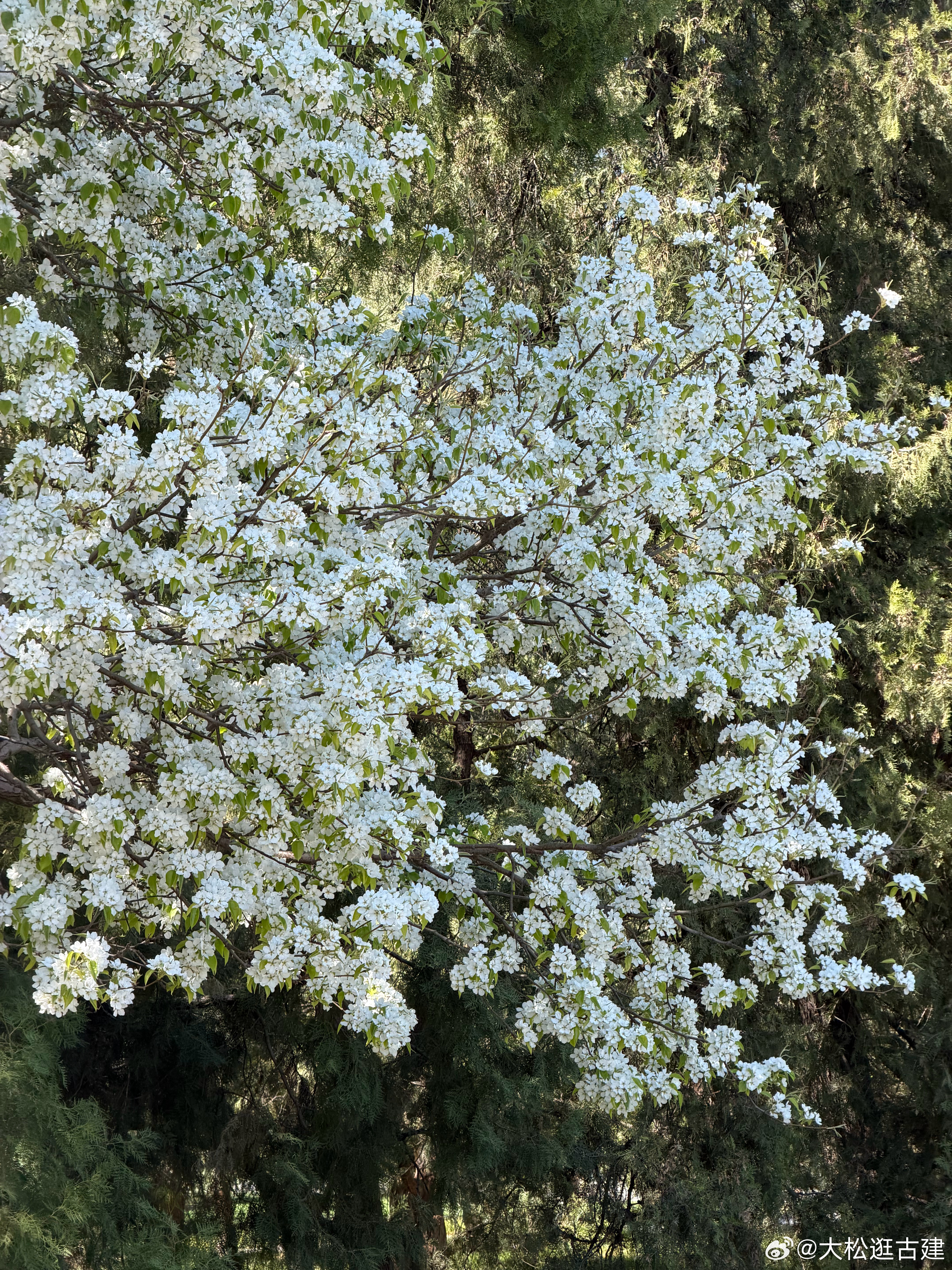 天坛东天门附近的这棵秋子梨正是盛花期 北京·天坛公园