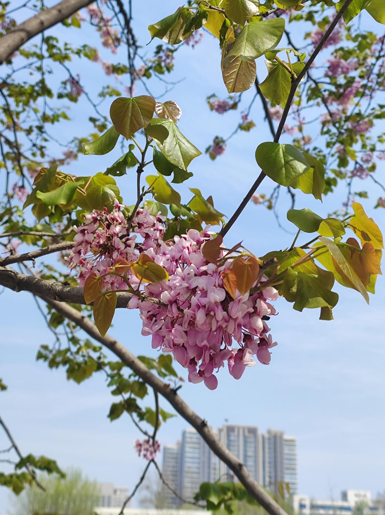 公园紫荆正盛开

除了普通紫荆，还有巨紫荆，白花紫荆，紫叶紫荆，黄叶紫荆。