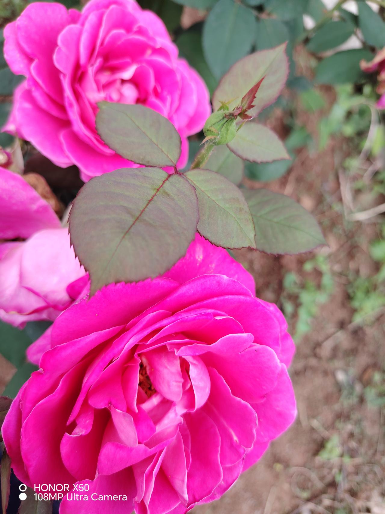 粉嫩玫瑰，绽放春光，尽在眼前！🌹🌸