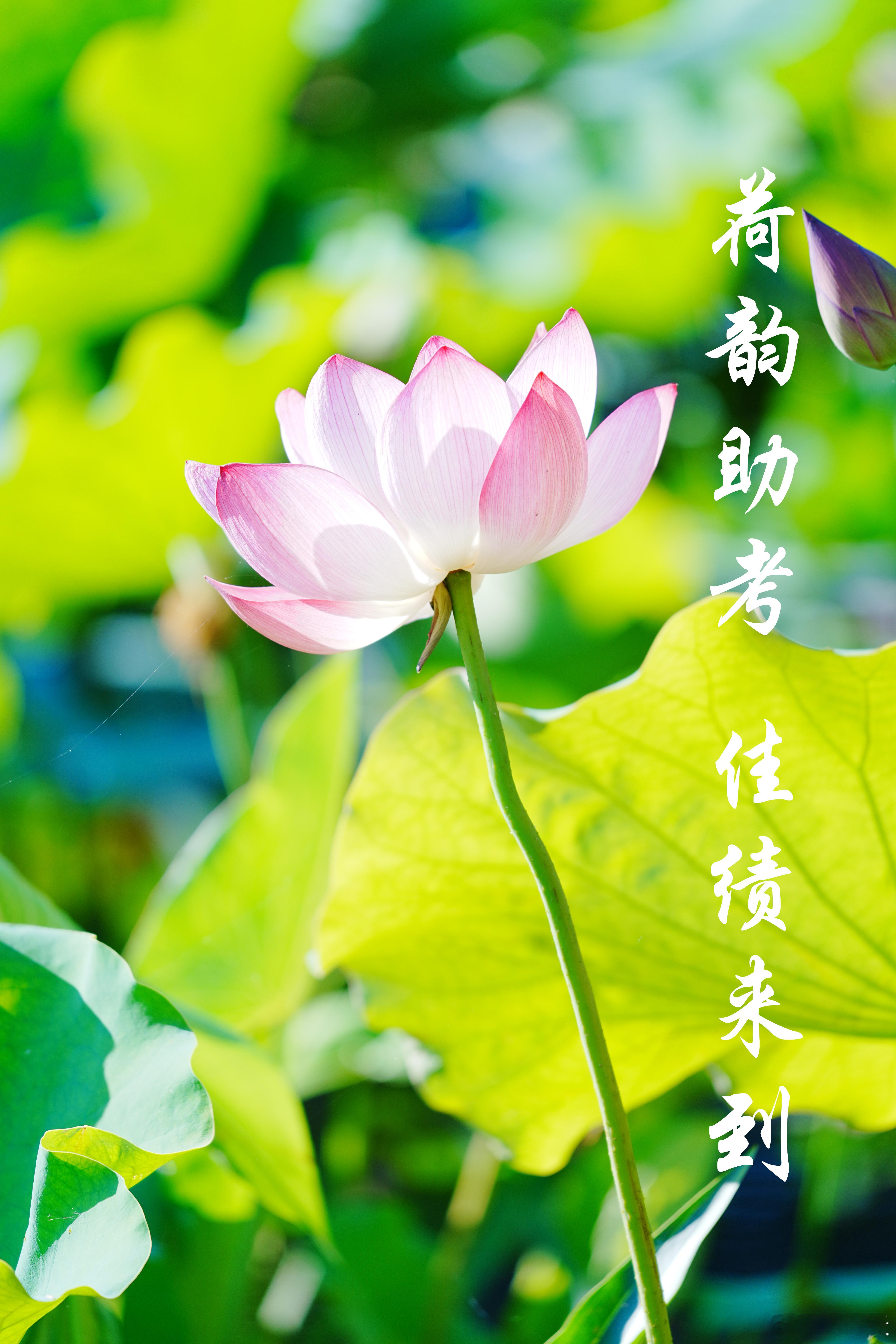 『接天莲叶无穷碧』，愿你如荷绽锋芒！🖋️笔落惊鸿鲤，心定胜骄阳，高考路上，愿你