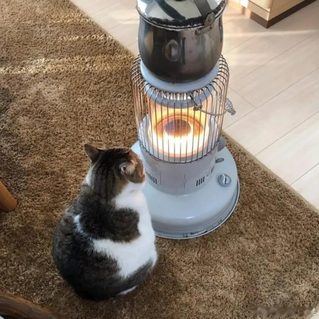 🔥..cr：rartcattos 