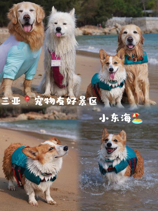 三亚宠物友好沙滩分享篇—小东海