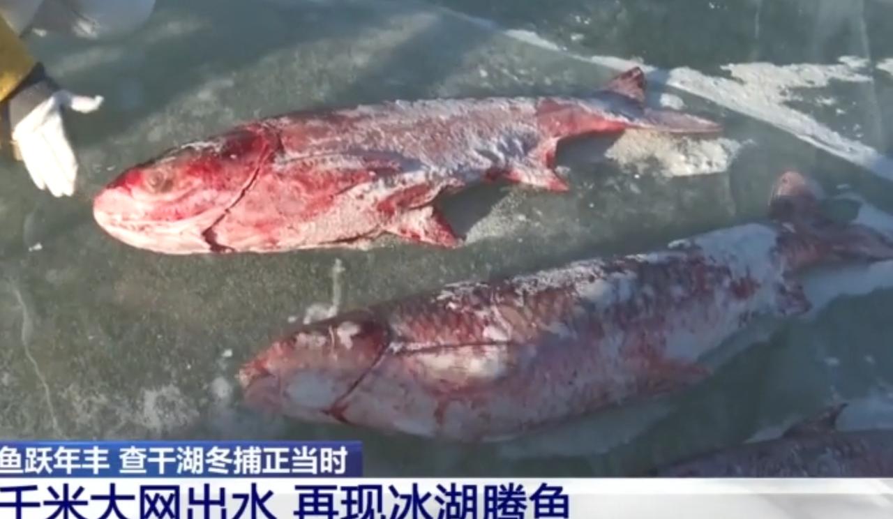 查干湖的冰面之上，千米大网破水而出，肥硕的胖头鱼被打捞上岸，“冰湖腾鱼”的盛景再