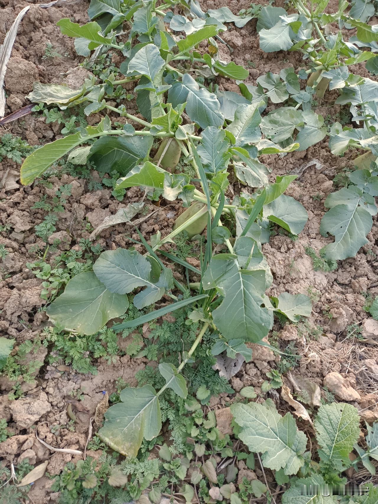 在自己家小菜园子
看着水萝卜
蹲在自家菜地边，瞅着这一丛丛萝卜棵子，心里就踏实。