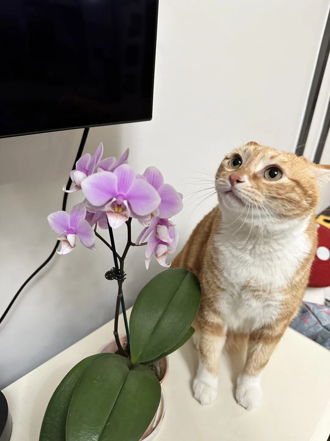 心有猛虎，细嗅蔷薇。