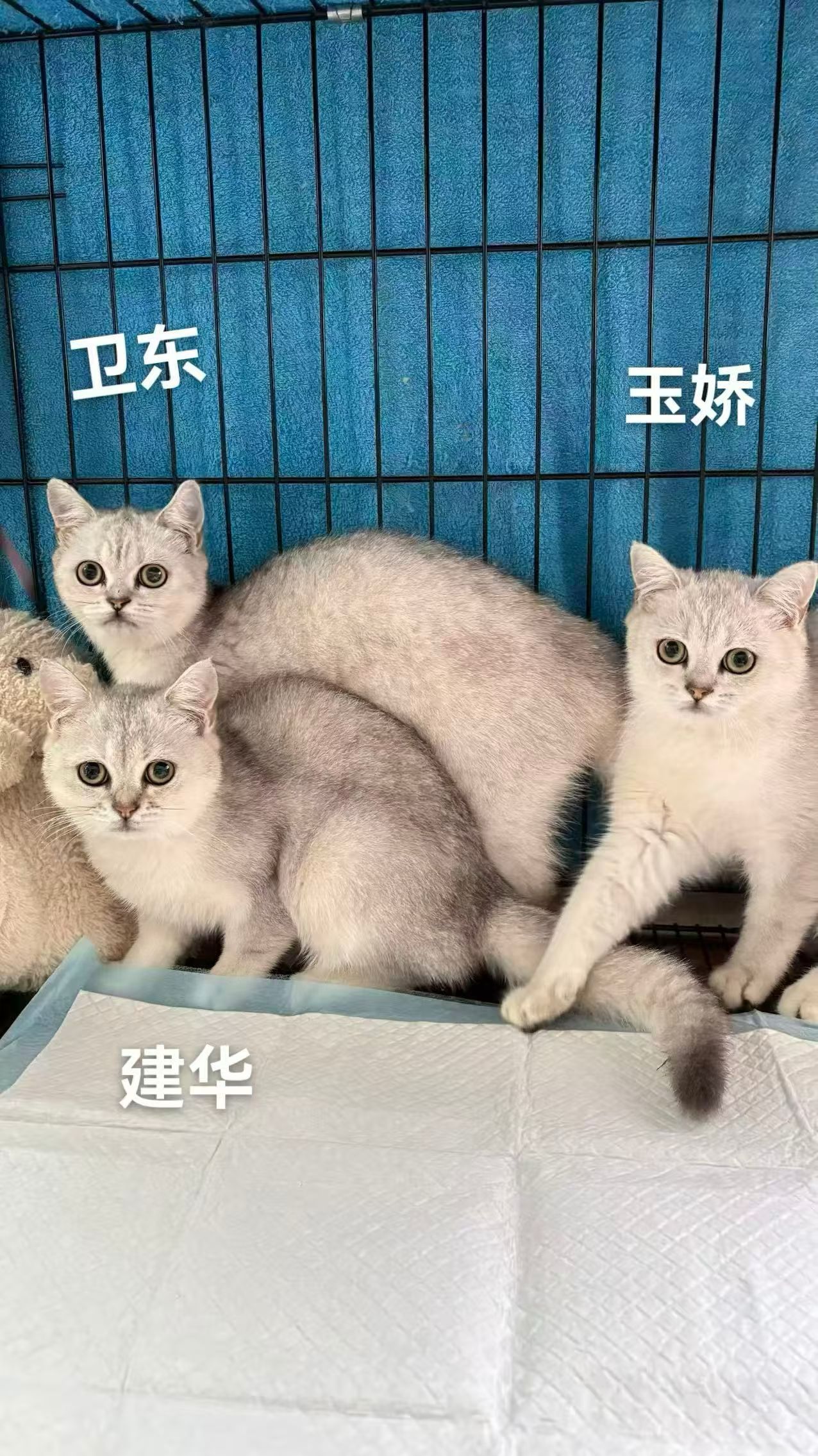 非常美丽的牌子猫，性格温顺又可爱，颜值超高，有没有朋友想养的，来撩！深圳领养免费