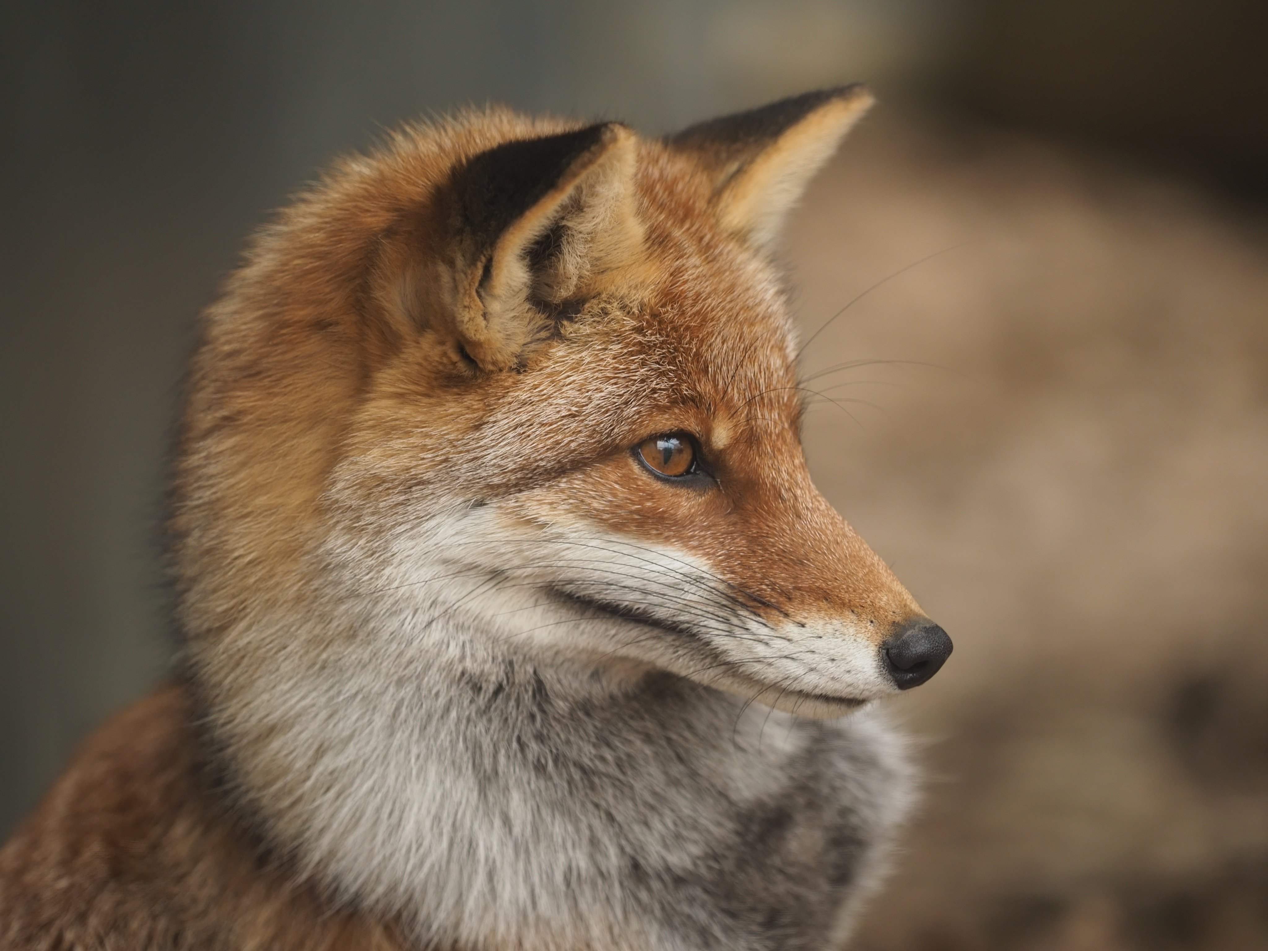 狐狸 革命家©️VulpesPerson 