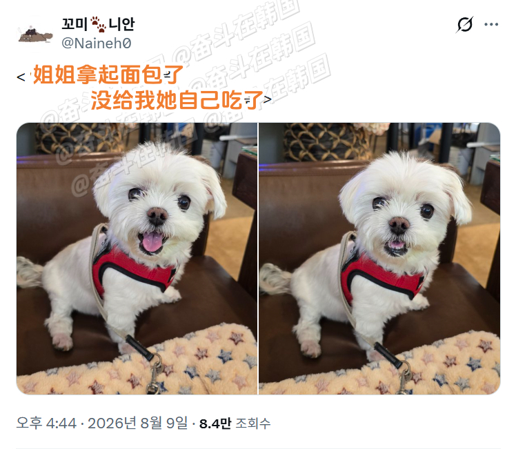 从一只小狗脸上看到了“不可置信” 海外新鲜事 热点现场