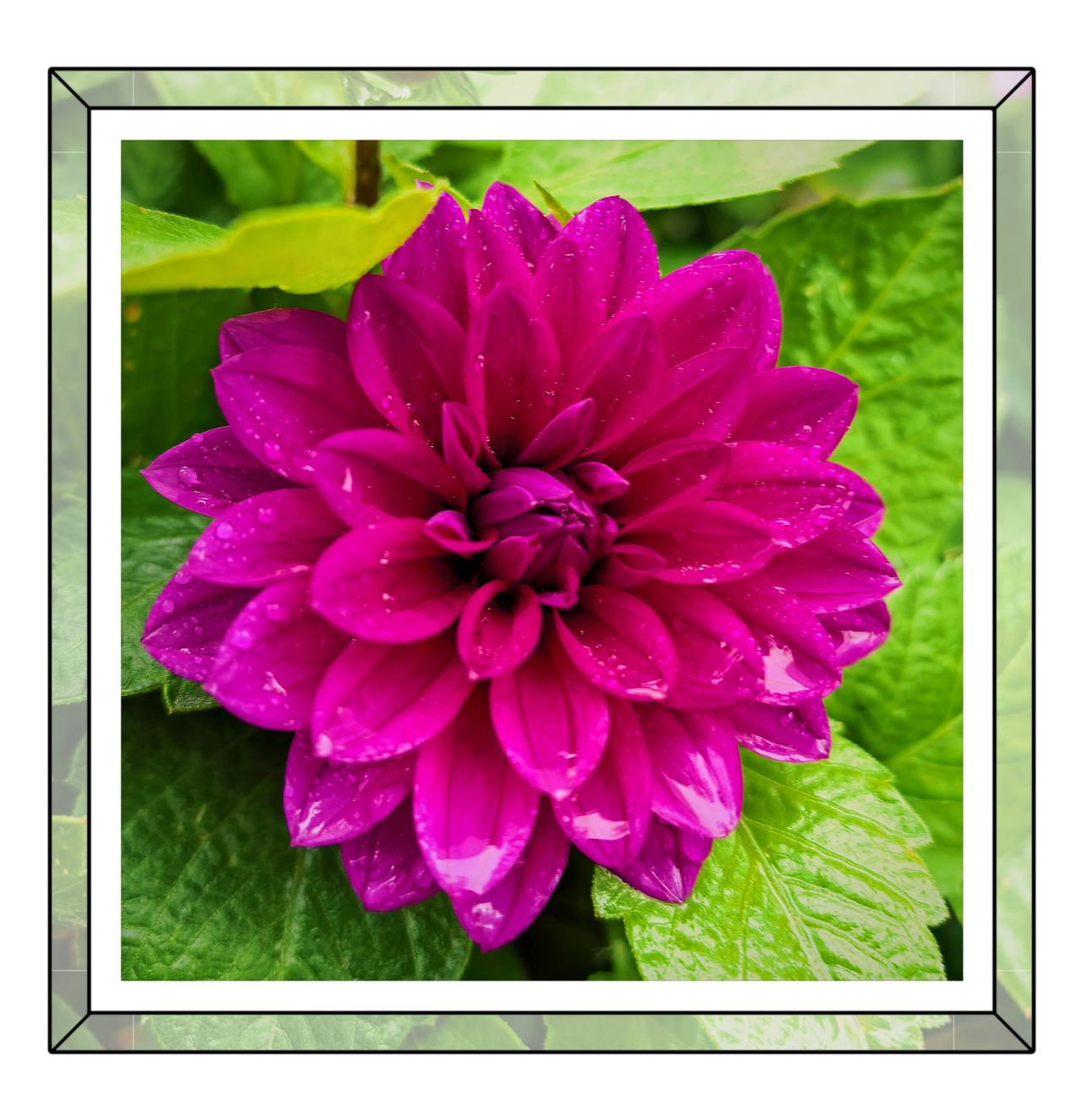 鲜花盛开的北京紫竹院大丽花