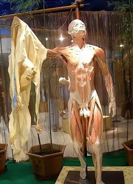 越想越气！这不仅是不尊重逝者，更是践踏生命！无冤无仇的人要是遭这罪被做成标本展出