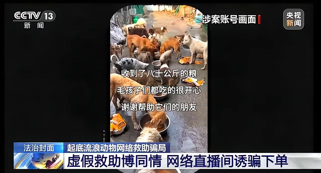 丧尽天良！央视彻底曝光：虐狗摆拍“爱心救助”，250万善款只花3000元喂狗！