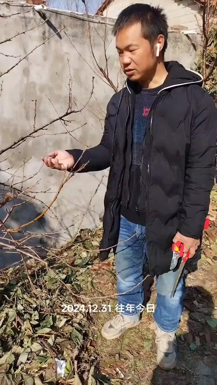 冬剪要调整不合理骨架，进行大枝修剪；夏季拉枝剪细枝，避免剪粗枝导致流胶。修剪枝组