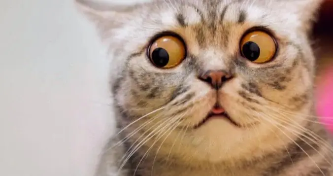 Thinking Machines又发高质量博客：力推LoRA，不输全量微调