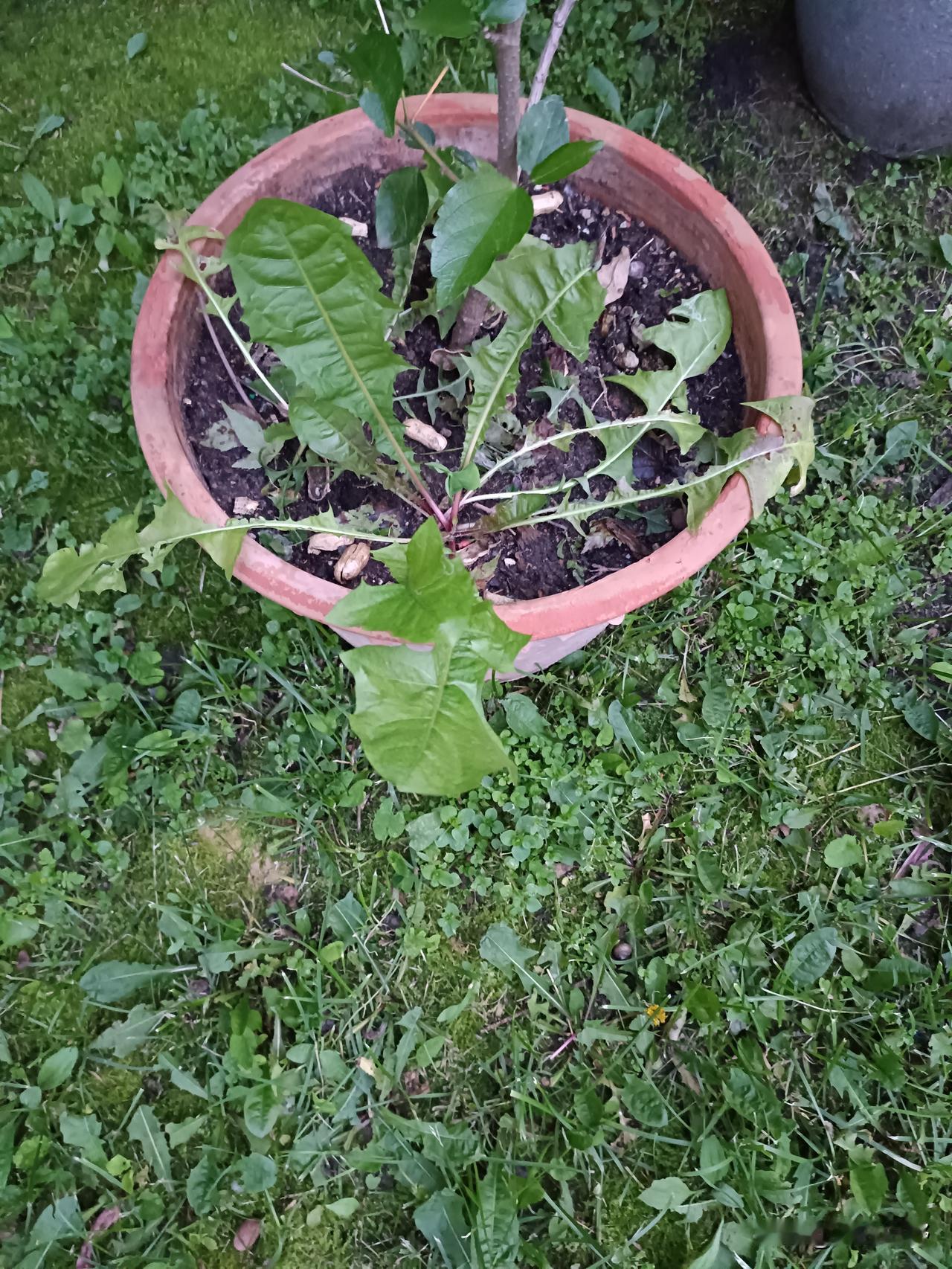 蒲公英
在大地里挖一棵蒲公英种植在花盆里。
几个月时间过去了，花盆里蒲公英越长越