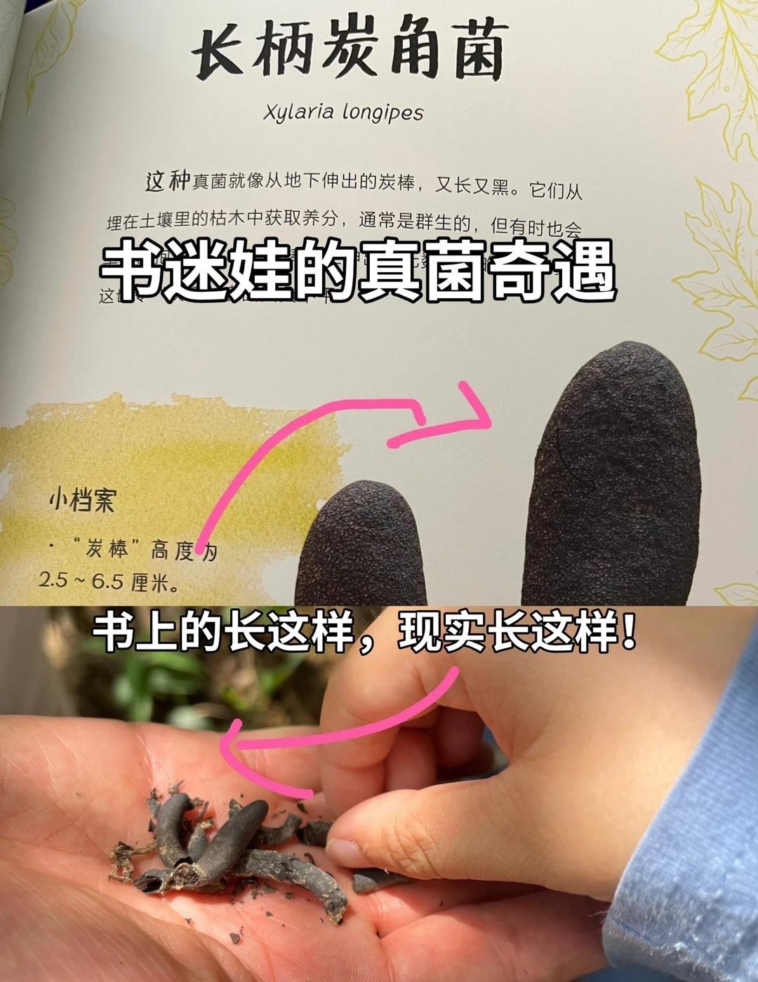 广州白云山徒步｜书迷娃的真菌研学奇遇
真心分享！不允许任何一个真菌迷娃错过！💯