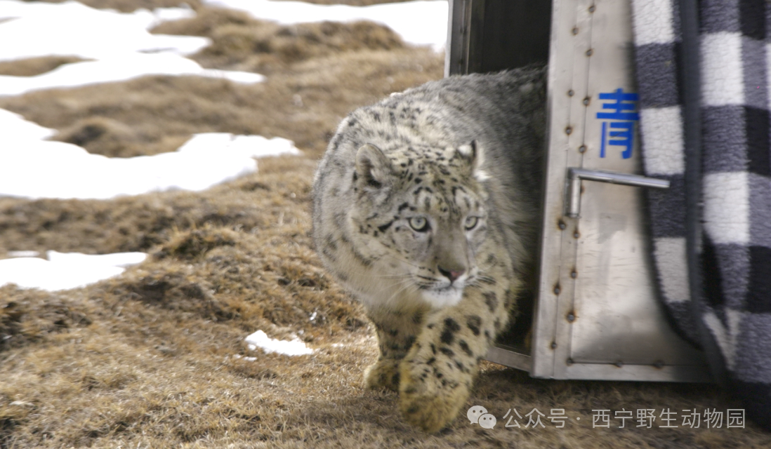 #误闯西宁市区的雪豹放归野外#【误闯西宁市区的雪豹经救护被放归野外，有了新名字“
