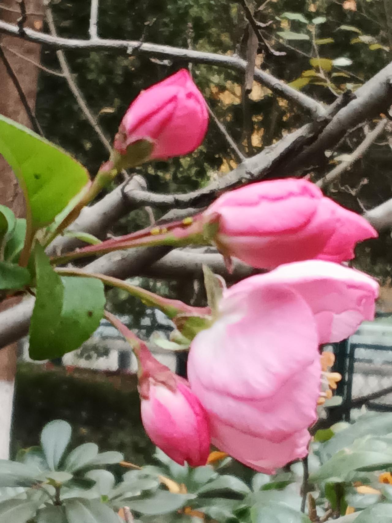 分享一张最近随手拍的照片