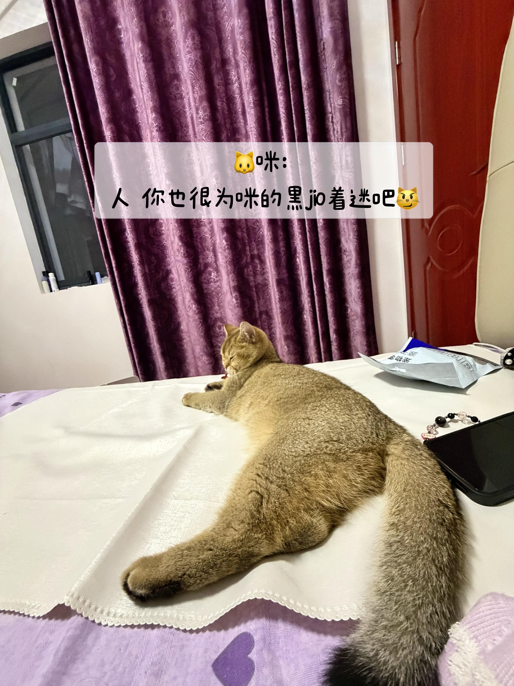 论猫的 有多强 不管脚多脏都好意思上床