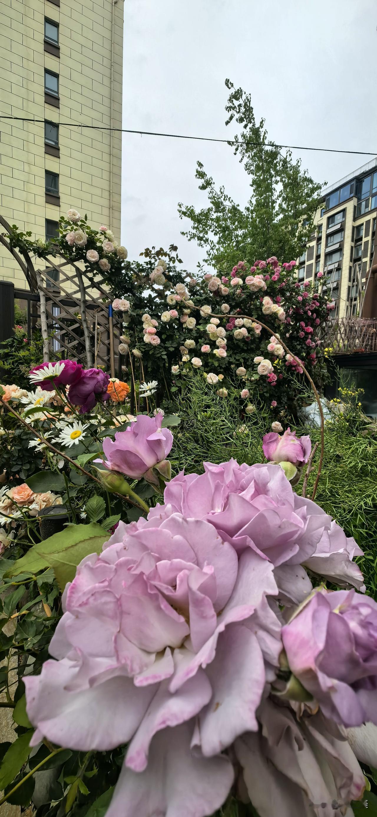 清平乐·小院喜迎宾
 
庭前花木，次第繁花舞。
邻舍今朝逢吉户，笑语声声相赴。